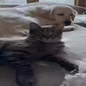 /images/pets/original/2186174_actual_two.webp