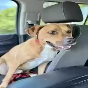 adoptable Dog in Vassar, MI named Duke