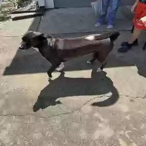 adoptable Dog in Covington, GA named Peppy