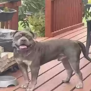 adoptable Dog in Deltona, FL named Draco