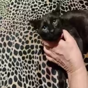 adoptable Cat in Pasadena, TX named Jody