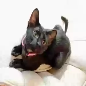 adoptable Cat in Pasadena, TX named Jody