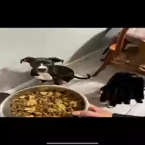 adoptable Dog in Cincinnati, OH named Homie