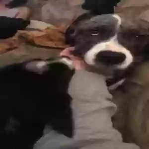 adoptable Dog in Mc Kee, KY named Daisy