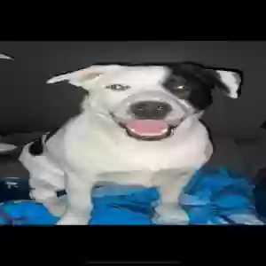 adoptable Dog in Canon City, CO named Marshall