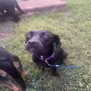 adoptable Dog in Anniston, AL named Sweet Pea