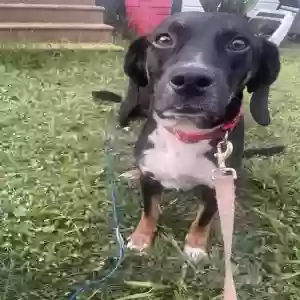 adoptable Dog in Anniston, AL named Scooter