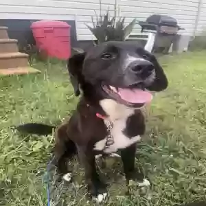 adoptable Dog in Anniston, AL named Todd