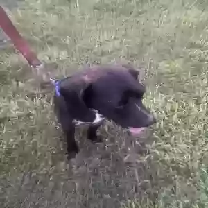 adoptable Dog in Anniston, AL named Rowland