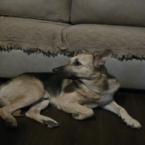 adoptable Dog in Spring, TX named Tucker