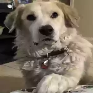 adoptable Dog in El Paso, TX named Gwen Paloma