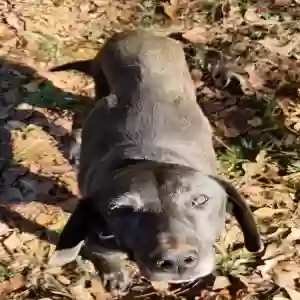 adoptable Dog in Mcdonough, GA named Tucker