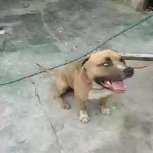 adoptable Dog in San Pedro, CA named Cheddar