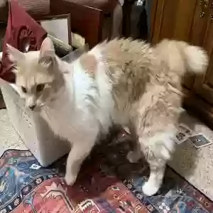 adoptable Cat in Mcdonough, GA named Loki