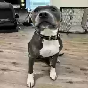 adoptable Dog in Rockmart, GA named Blanco