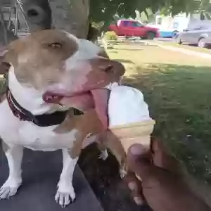 adoptable Dog in New Castle, DE named Bruno