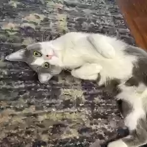 adoptable Cat in Milford, OH named Twilight Sparkle