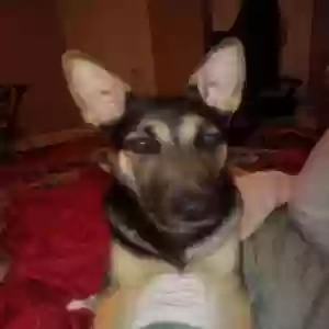 adoptable Dog in Springfield, OH named Leroy