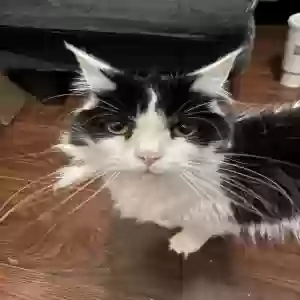adoptable Cat in Des Moines, IA named Bandit
