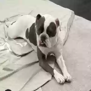 adoptable Dog in Forney, TX named Delo