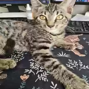 adoptable Cat in Cincinnati, OH named Unknown