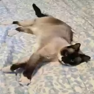 adoptable Cat in Derby, NY named Kansas