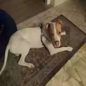 adoptable Dog in Memphis, TN named Wally