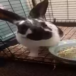 adoptable  in Missouri Valley, IA named Sébastien