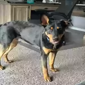 adoptable Dog in Joliet, IL named Gunner