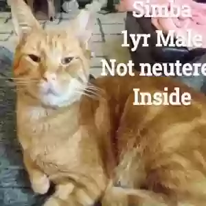 adoptable Cat in Birmingham, AL named Simba
