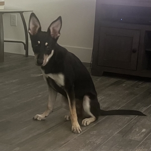 adoptable Dog in Queen Creek, AZ named Emma