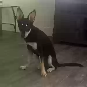 adoptable Dog in Queen Creek, AZ named Emma