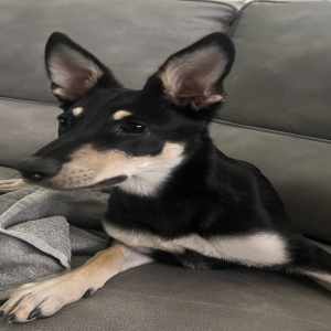 /images/pets/original/2186293_actual_three.webp