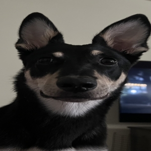 /images/pets/original/2186293_actual_two.webp