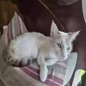 adoptable Cat in Ringgold, GA named Ducky