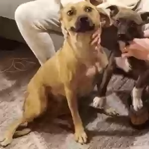 adoptable Dog in Ponca City, OK named Baby
