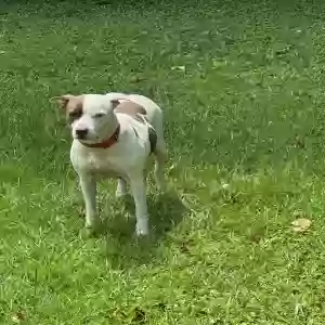 adoptable Dog in Hinesville, GA named princess