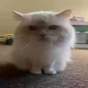 adoptable Cat in West Hartford, CT named Oliver