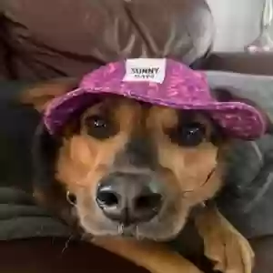 adoptable Dog in Chattanooga, TN named Maggie