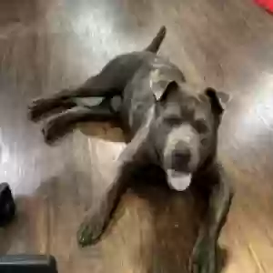 adoptable Dog in Oklahoma City, OK named steel