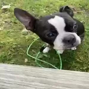 adoptable Dog in Waterford, MI named Rocky