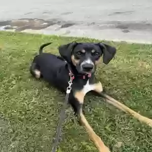 adoptable Dog in Batesville, IN named Lela