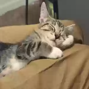 adoptable Cat in Oklahoma City, OK named Unknown
