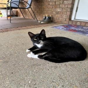 adoptable Cat in Theodore, AL named Sly