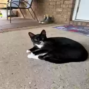 adoptable Cat in Theodore, AL named Sly