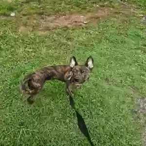 /images/pets/original/2186334_24362_IMG_20250806_115748.webp