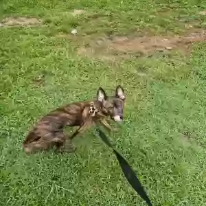 adoptable Dog in New London, NC named Reese