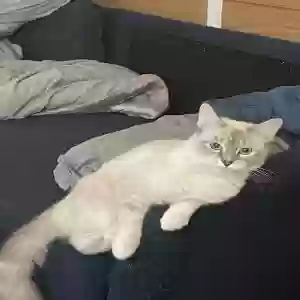 adoptable Cat in Akron, OH named Ivory Eggleston