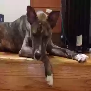 adoptable Dog in Montebello, CA named MONA