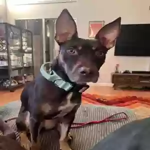 adoptable Dog in Brentwood, CA named Korra